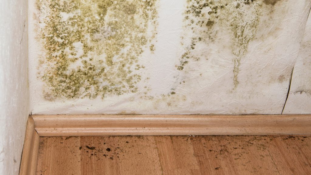mold