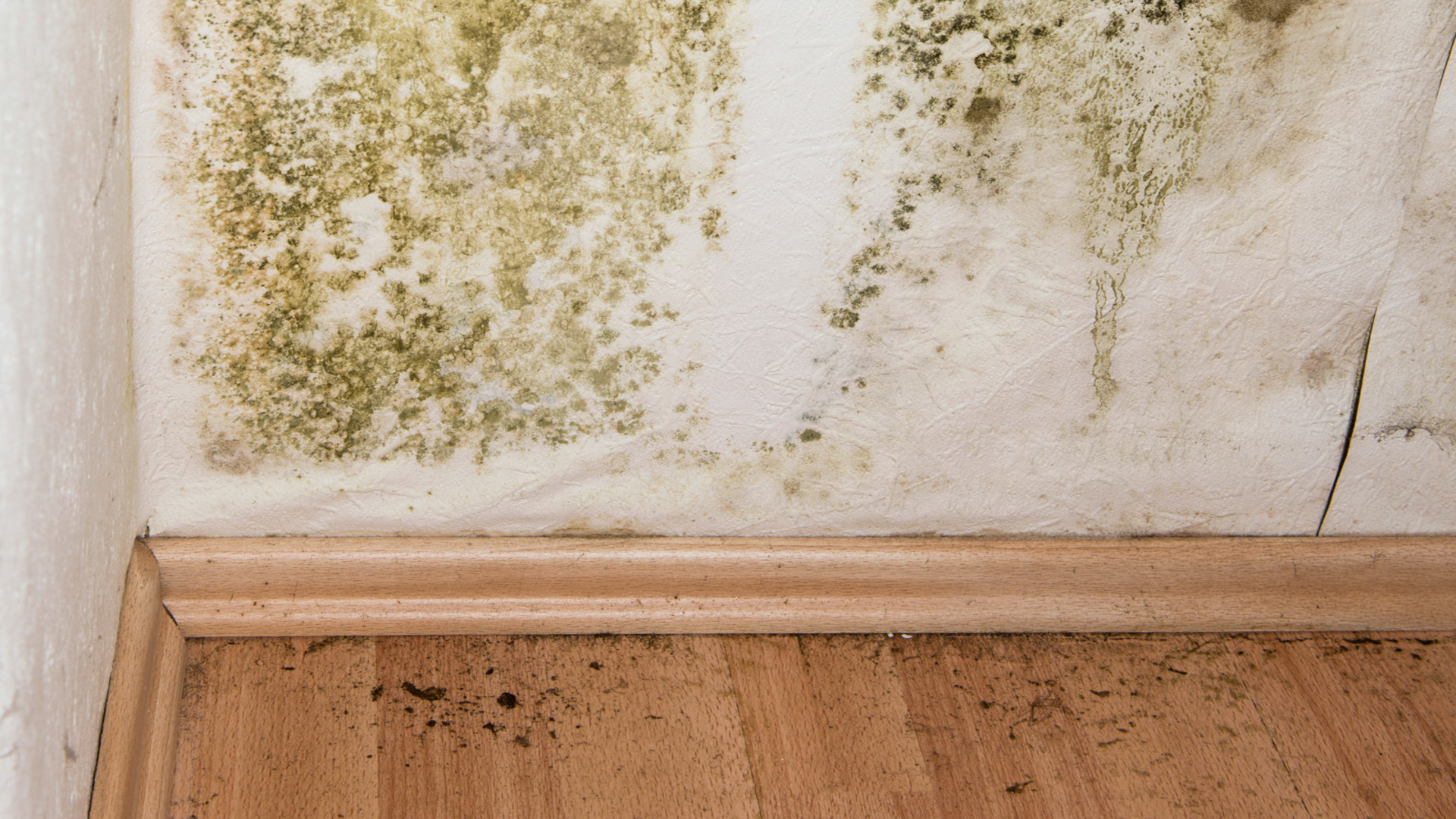 mold